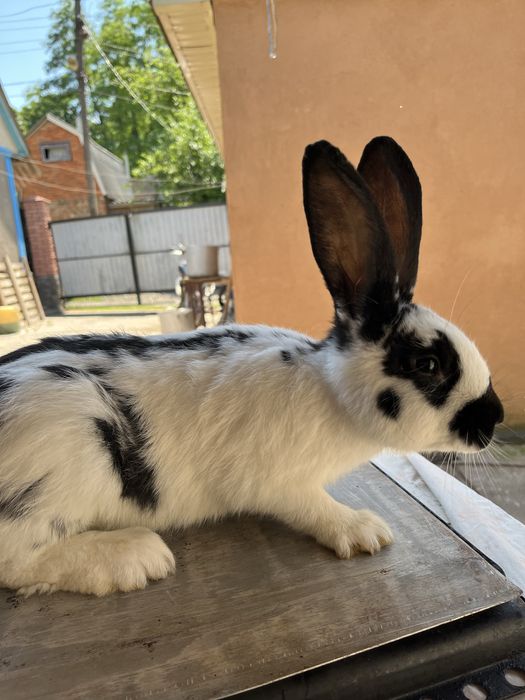 Продам дешево кролики