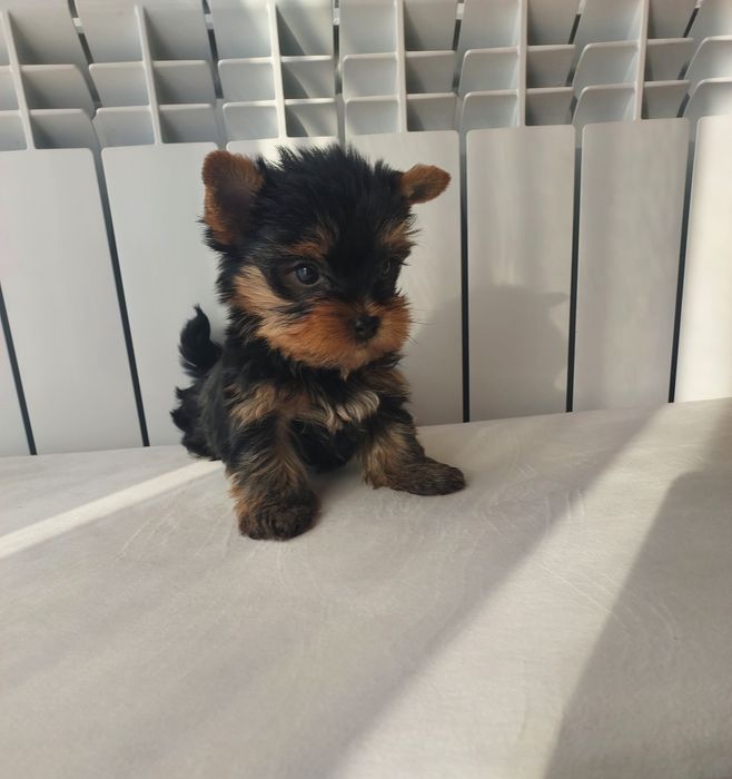 Yorkshire Terrier XXS mini piesek