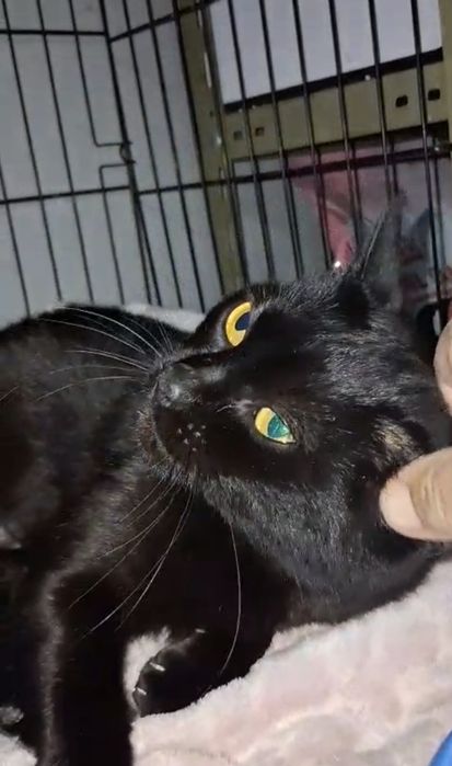 Gatinha com 1 aninho para adopção responsável