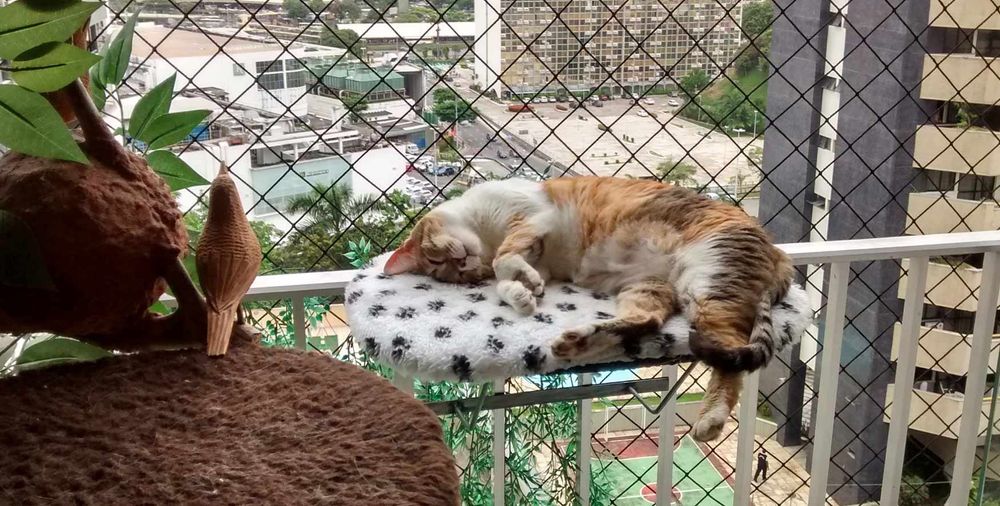 Rede de Proteção paga Gatos