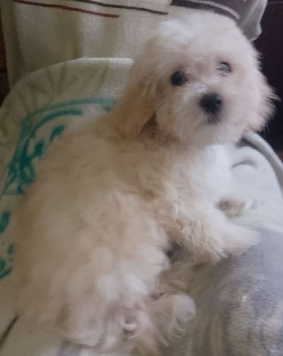 СРОЧНО!ЗНИЖКА !Мальтіпу дівчатка і хлопці