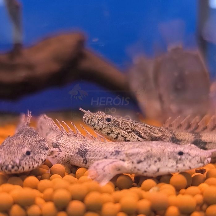 Polypterus Endlicheri
