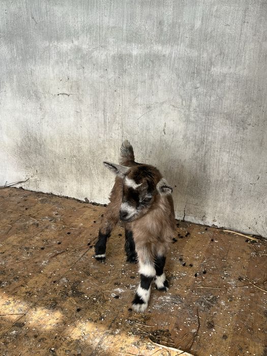 Cabras e cabritos bebes