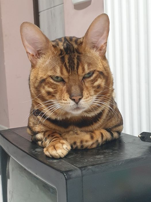 Бенгальский кот вязка