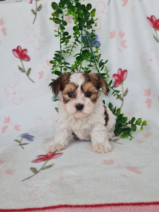 Excelente mini Yorkshire Beiwer de Qualidade