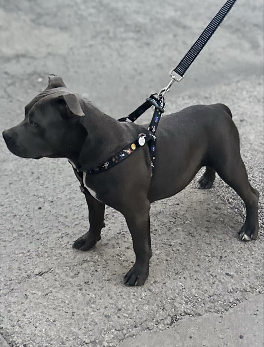 Девочки AM BULLY