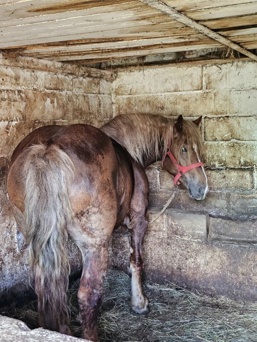 Sprzedam klacz 5lat zimno krwista, chodzi w zaprzęgu