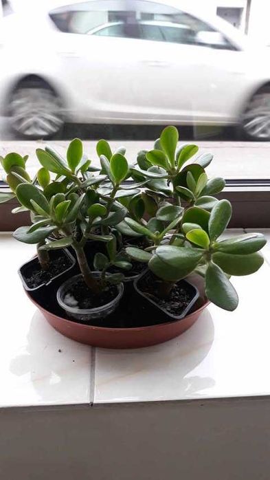 Grubosz, drzewko szczęścia