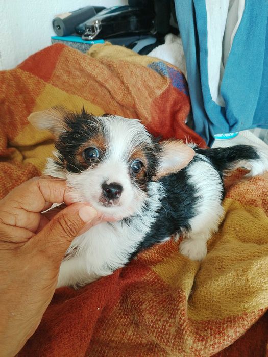 Biewer Terrier  Fêmea Super Miniatura