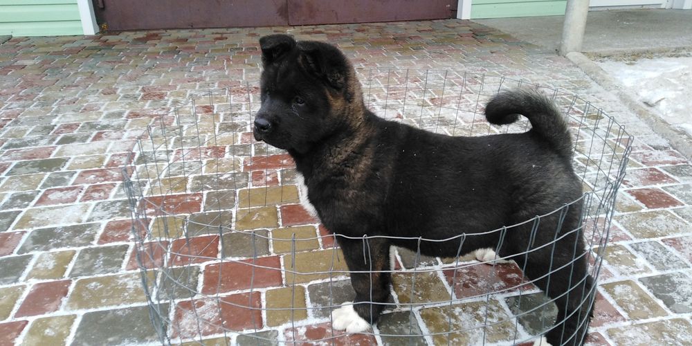 Акитосики из питомника