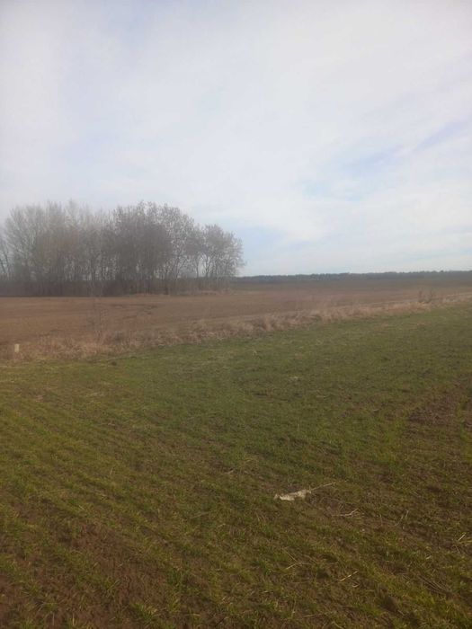 Продається земельна діляка в смт. Стрижавка 6828