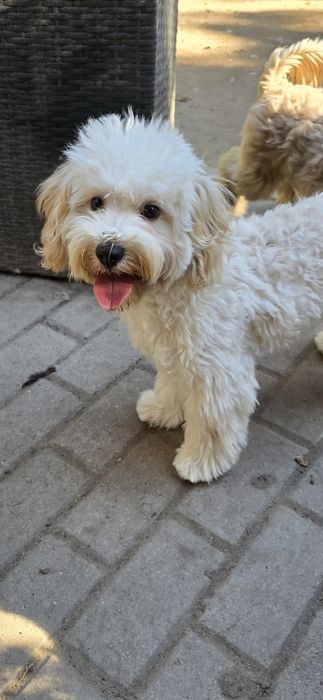 Maltipoo / chłopczyk