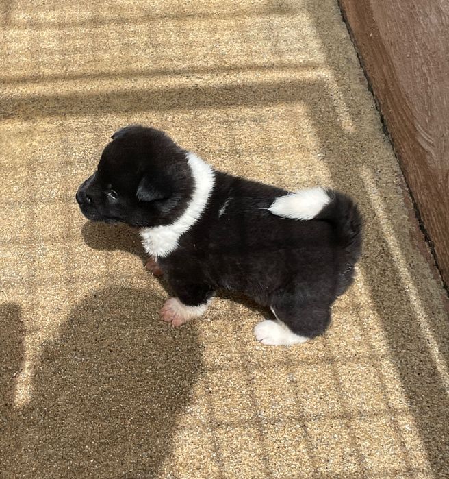 Akita americano de topo disponível