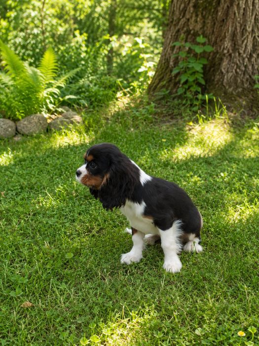 Cavalier King Charles spaniel dziewczynka śliczna