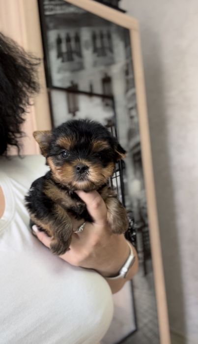 Йорки!  мальчики! Девочки! Мини!