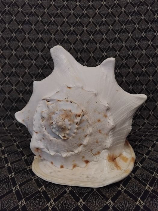 Велика океанічна мушля ( ракушка)