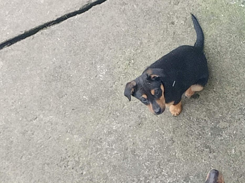 Piesek młody szczeniak