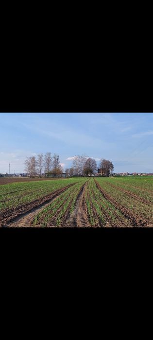 Сажалка для часнику