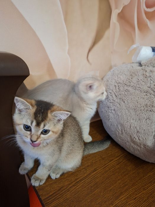Шотландские котята
