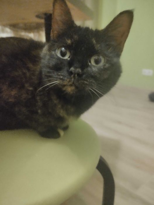 Віддам котика в гарні руки