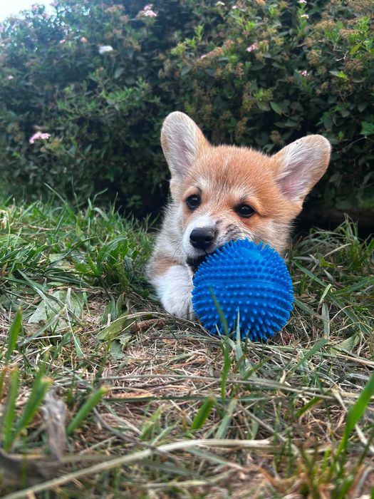 Welsh corgi pembrok piesek Beniu Kusy