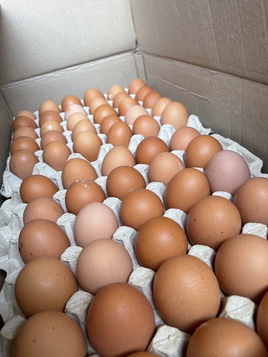 Яйцо опт розница столовое