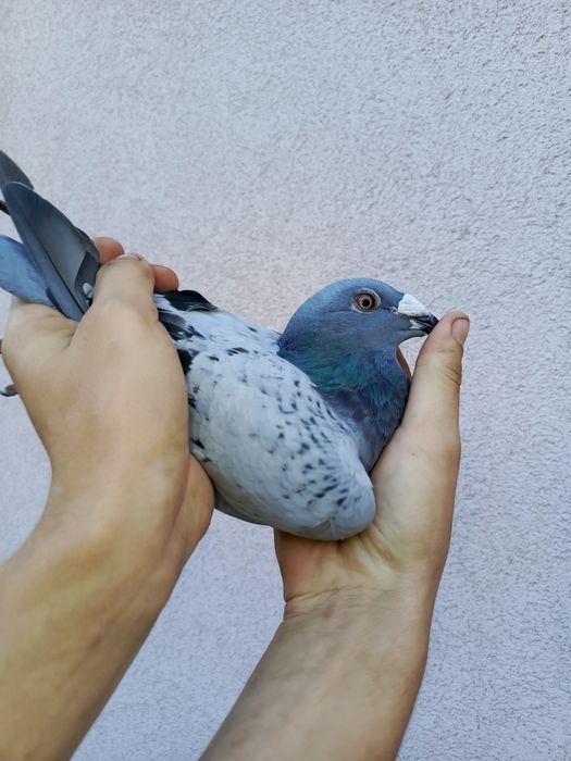 Witam sprzedam samice Staropolską