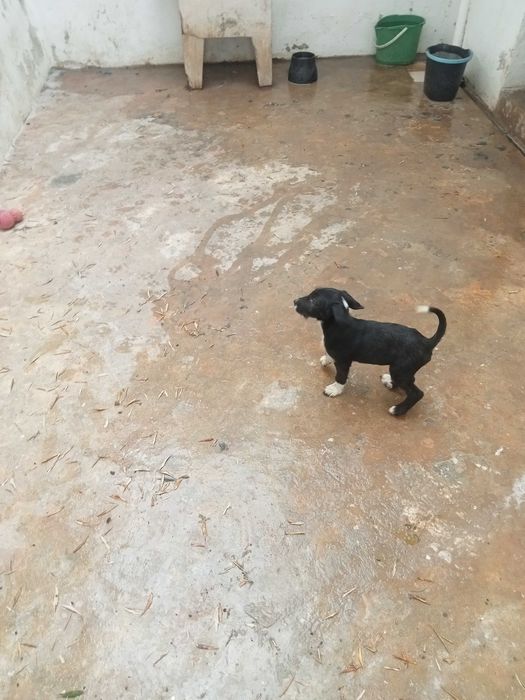 Cão bebé para adoção