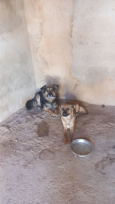 Caes bebes  para doar 1  meninos