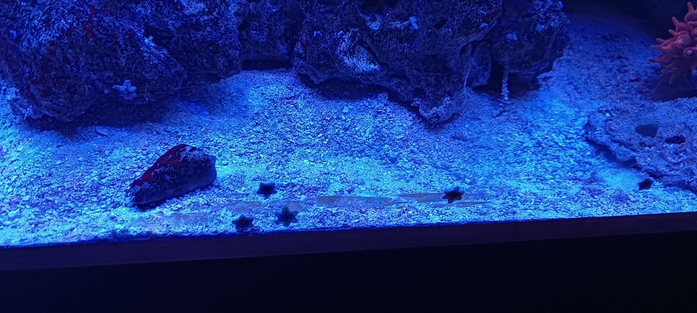 Живий пісок в морський акваріум