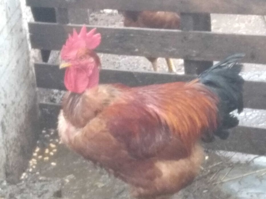 Ovos para consumo,e para incubadora
