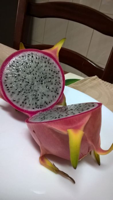 Planta Pitaya variada