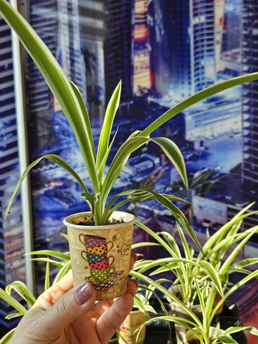 Хлорофитум очиститель воздуха, хлорофітум очищувач повітря, Хлорофітум