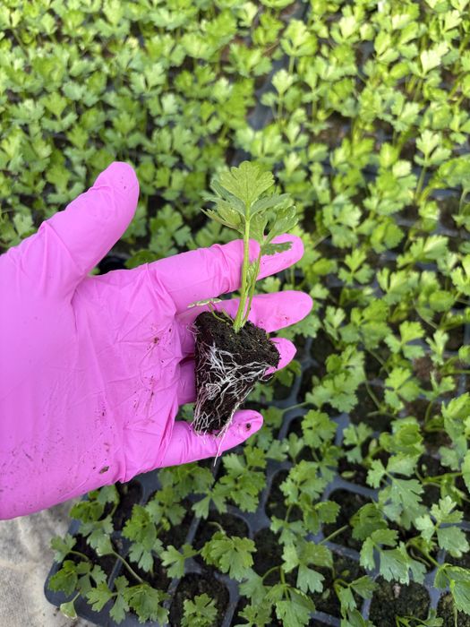 Seler sadzonka multiplat rozsada pikówka