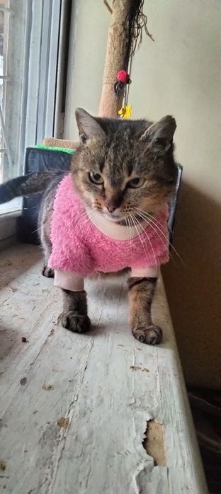 Найкраща кішка шукає дім!