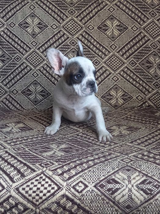 Buldog francuski piesek