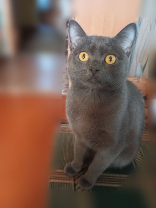 Котик Муся шукає нову родину