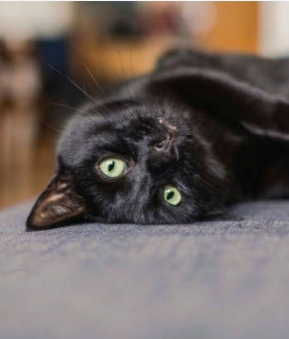 Salem i Imbir szukają miłości :)