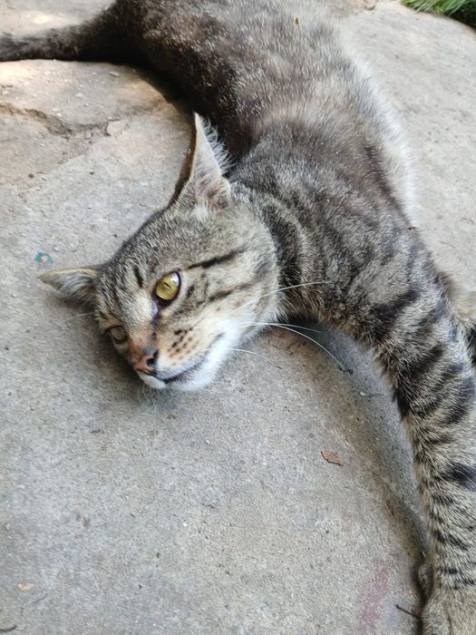 do adopcji Sebuś - około 1,5 roczny miziak