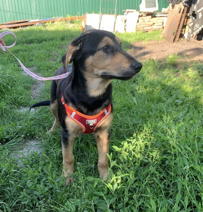 Чудове цуценя ШУКАЄ дім!