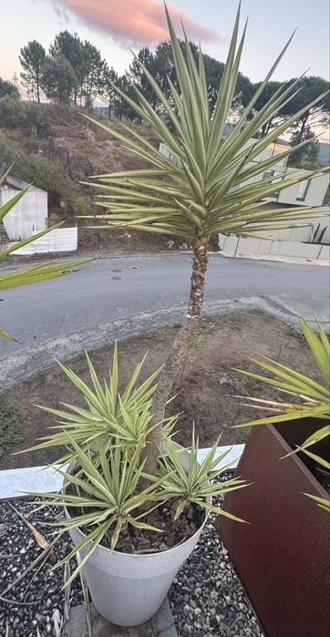 Plantas em com vaso (tenho 12)  preco unitario