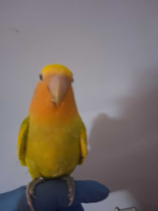 Rosicolis domesticado