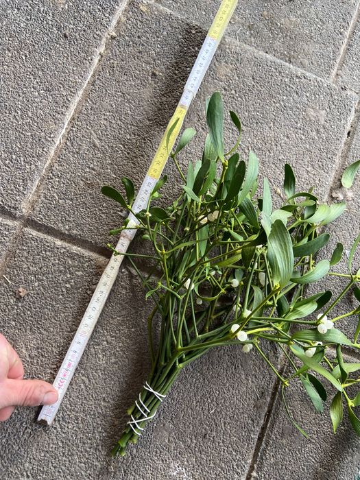 Pęczki  Jemioła sprzedam