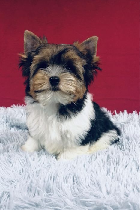 York piesek Biewer Yorkshire Terrier Yorki
