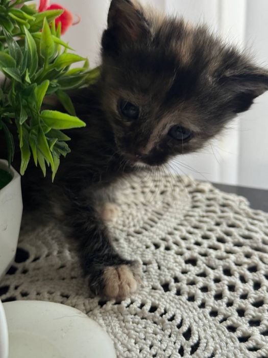 Отдадим в добрые руки кошечку