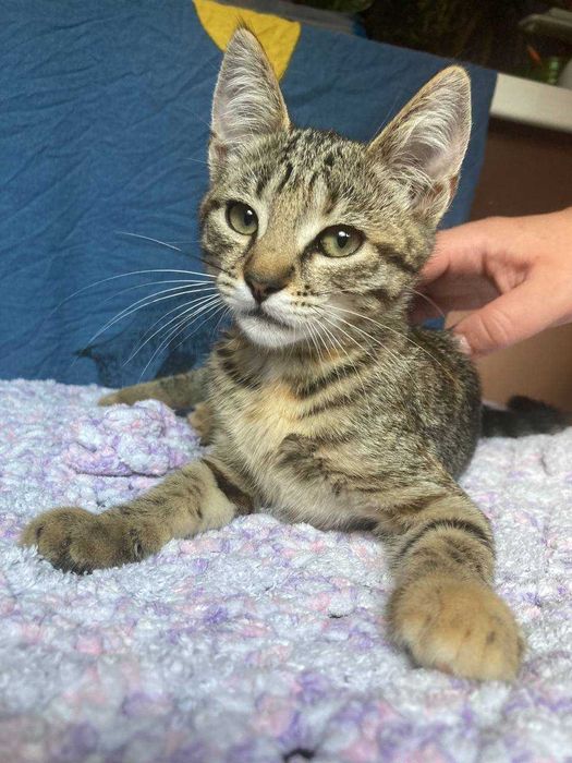 Кошеня Котенок ТЕРМІНОВО