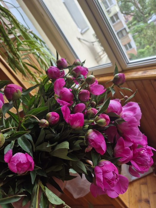 Півонії, квіти, букет, метро Житомирська