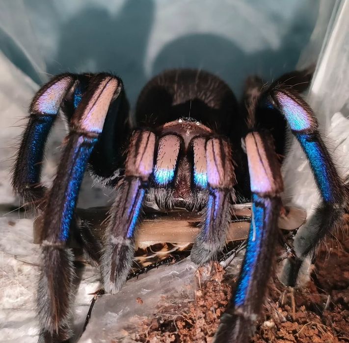 Chilobrachys electric blue L1