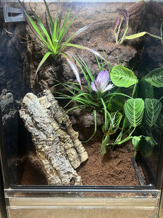 Terrarium dla gekona orzęsionego