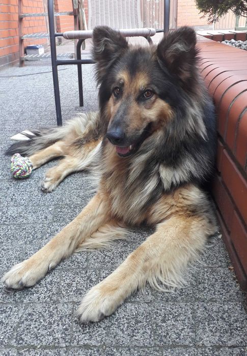 Szczeniaki szukają domu